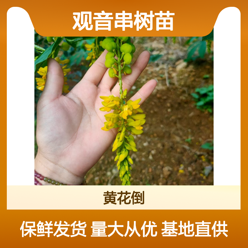观音串树苗基地直发 盆栽花卉药材两用 成活率高