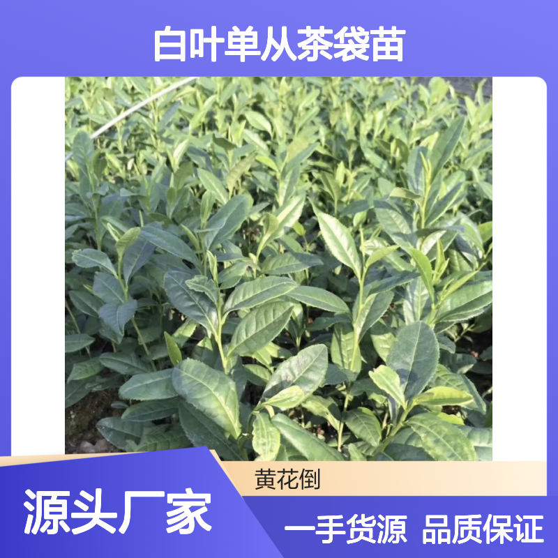产地一手货源白叶单从茶袋苗 全程技术指导十几年苗木培育经验