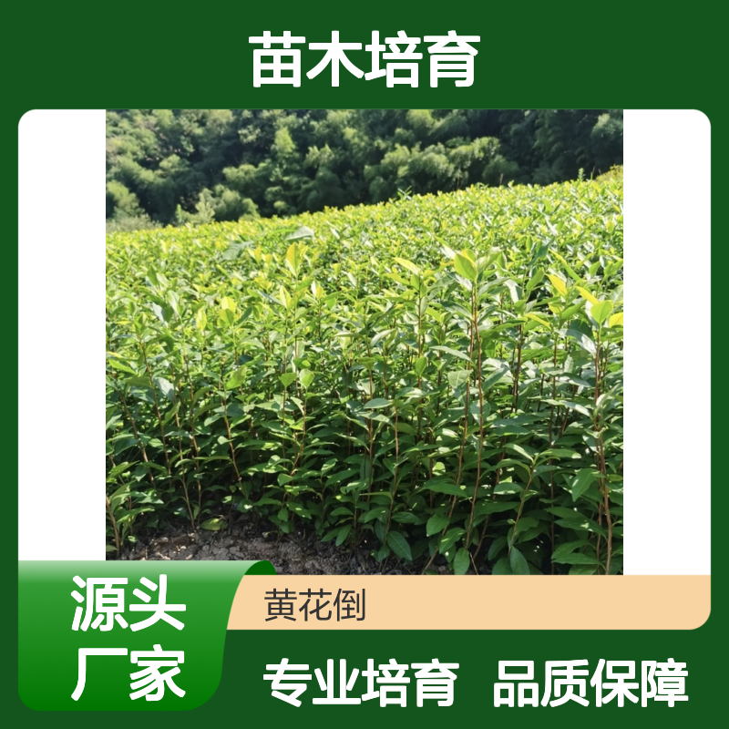 农户直供大豪38茶苗 十几年培育经验 技术指导