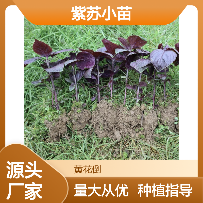 紫苏小苗批发 种植基地直供 移栽优选 生长迅速