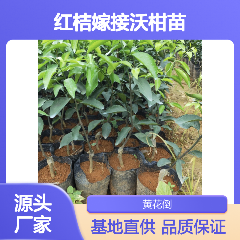 红桔嫁接沃柑苗 基地直供 批发优选 长势旺盛 挂果力强