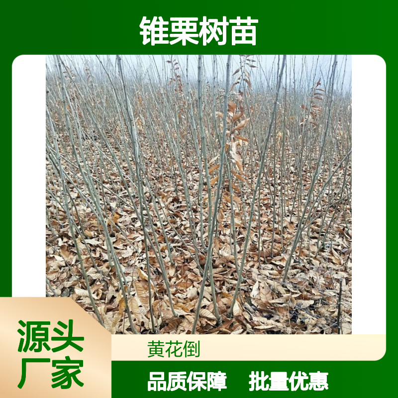 锥栗树苗基地直供 优质批发 园林果树苗木 适应性强