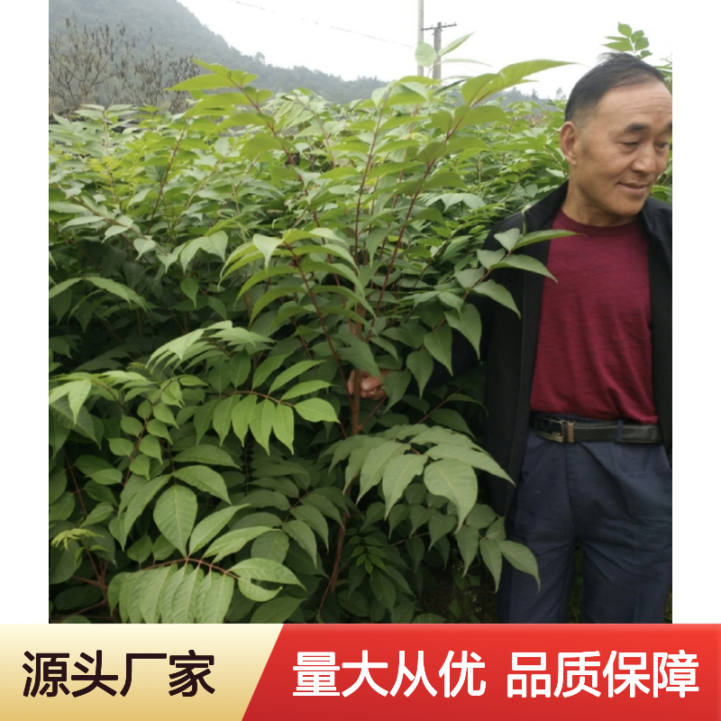 漆树树苗 批发采购 园林优选 健壮易活 种植指导