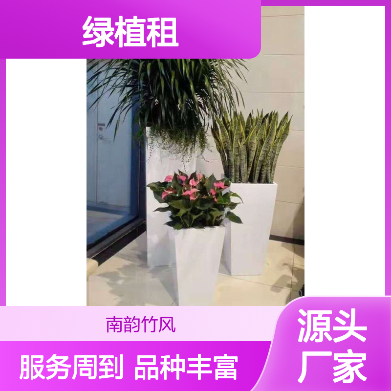 花卉盆栽批发市场深 圳植物租摆服务 绿植租赁常年更新