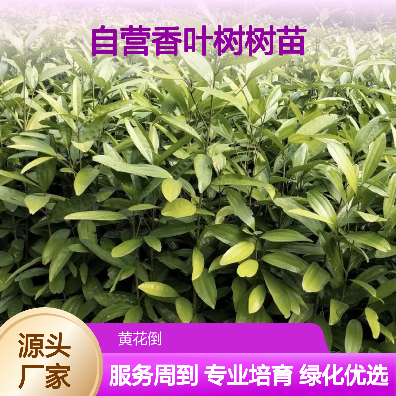 苗木合作社自营 香叶树树苗 园林绿化优选 生长迅速