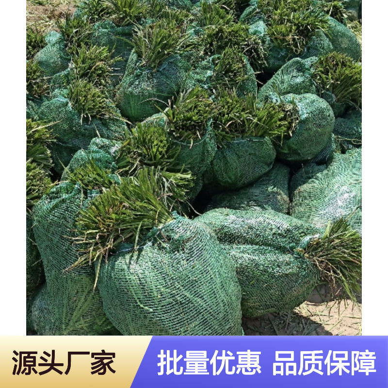 中叶麦冬草 种植主产区直供 体态优美 花期持久