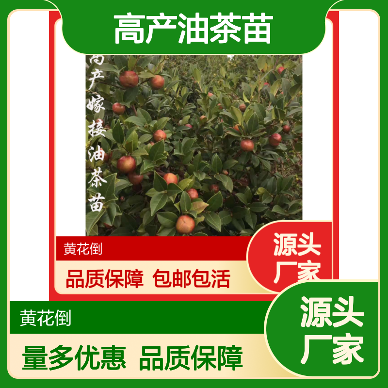 高产油茶苗 嫁接苗果大皮薄品种优出油高 收益颇丰