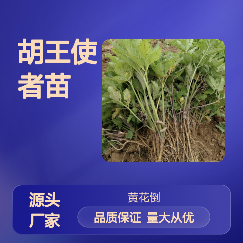 胡王使者苗 种植主产区直供 专业培育 售后无忧
