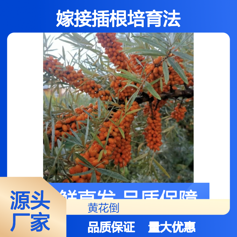 沙棘种苗 嫁接插根培育法 当天起苗新鲜直发 技术娴熟
