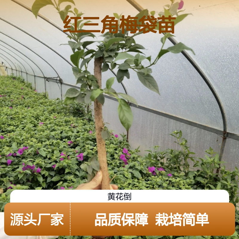 红三角梅袋苗 园林常绿灌木 生长迅速 易于扦插