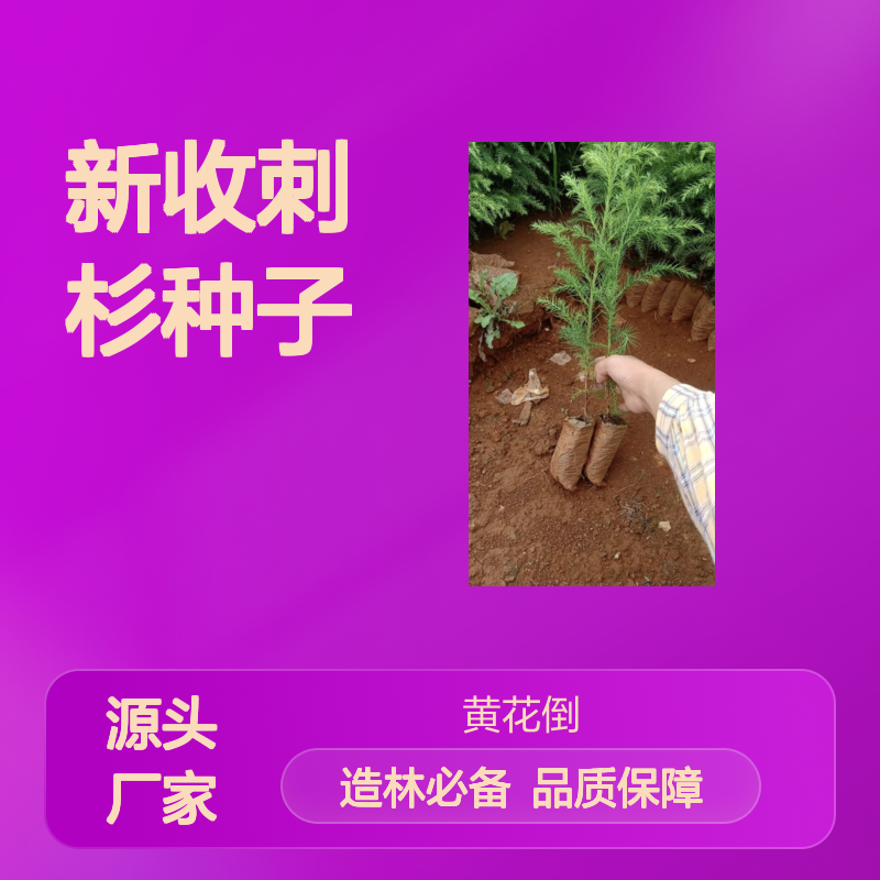 当年新收刺杉种子 农户直供造林优选 技术指导