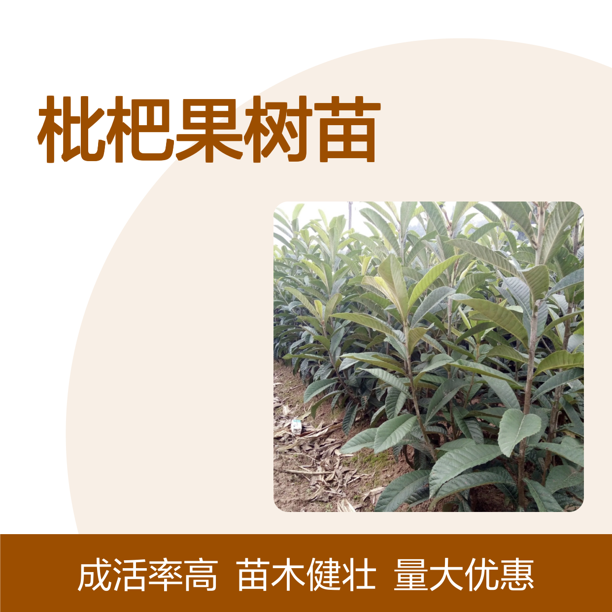 枇杷果树苗 优质批发 园林植物 易于栽培 适应性强