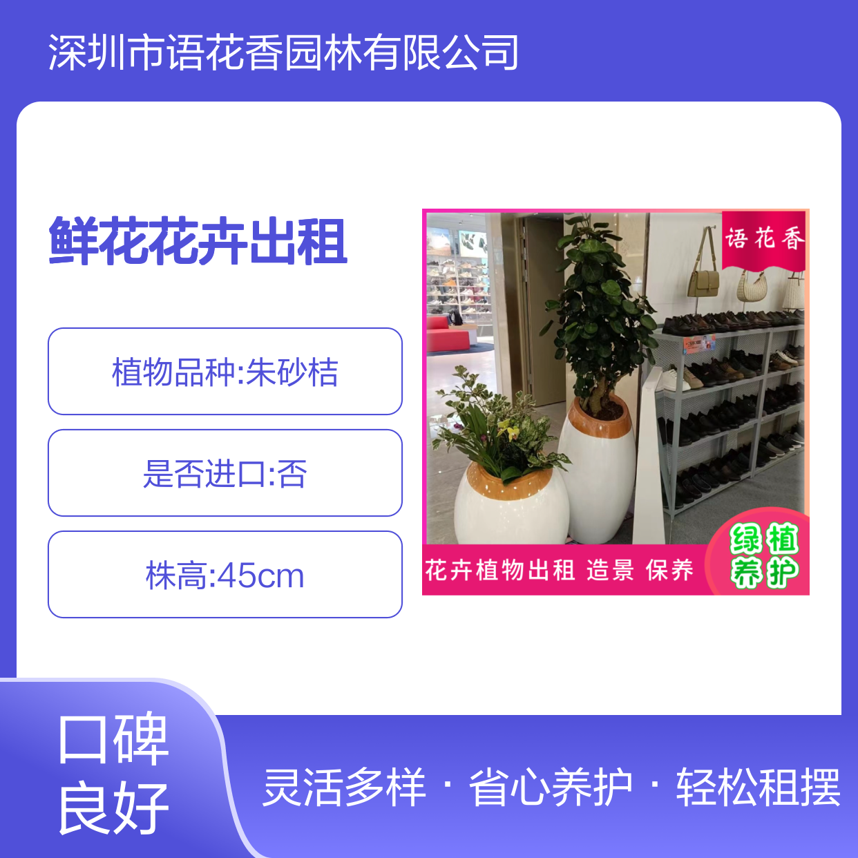 鲜花花卉出租服务 油画吊兰等绿植盆栽 专业养护定时上门