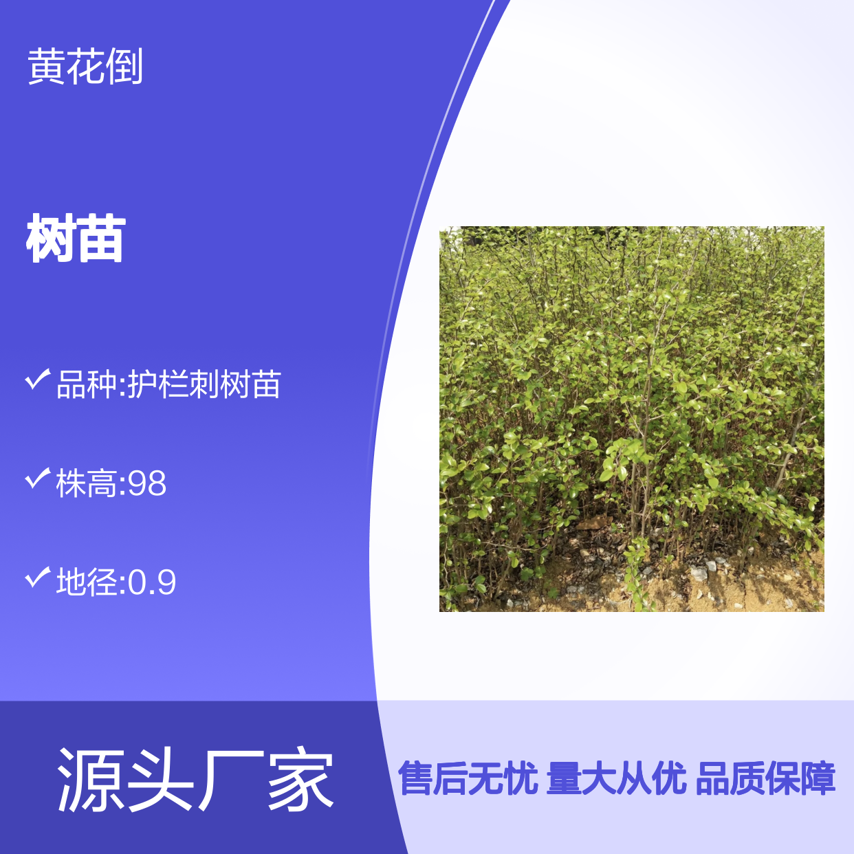 鸟不站树苗 基地直供 批发零售 易于栽植 生长迅速