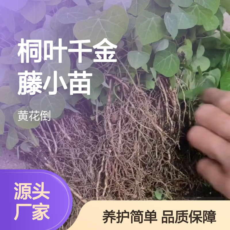 桐叶千金藤小苗 盆景植物优选 块根独特 造型美观