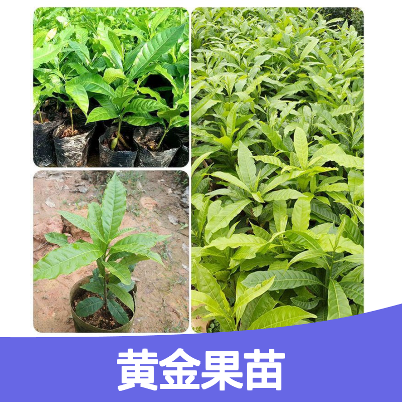 黄金果苗基地直供 优质黄晶果苗 口感甜香 营养丰富