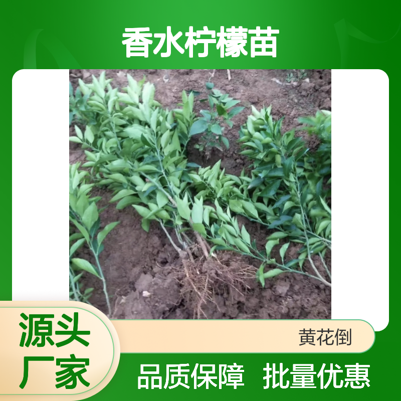 香水柠檬苗 种植基地直供 果苗批发 科学培育 高产稳产