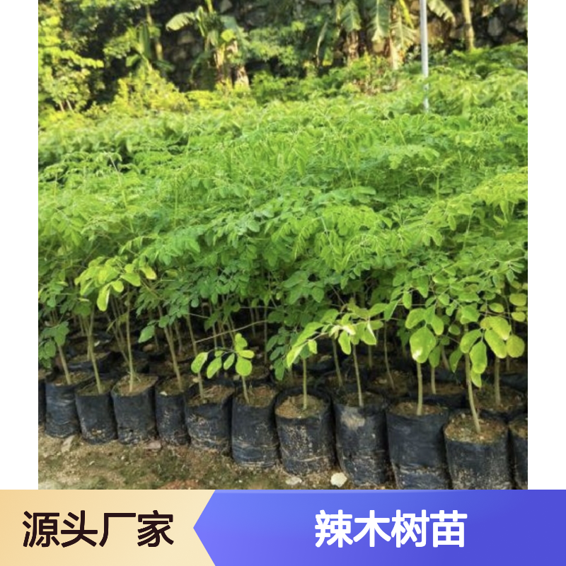 批发供应 热带辣木树苗 观赏食用兼备 成活率高