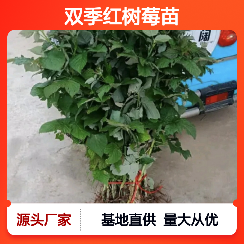 双季红树莓苗 基地直供高效种植 抗病性强 丰产优质