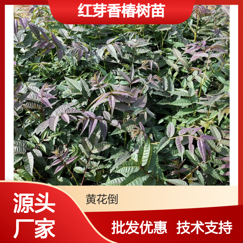 红芽香椿树苗 基地直供 批发优选 种植技术 矮化处理