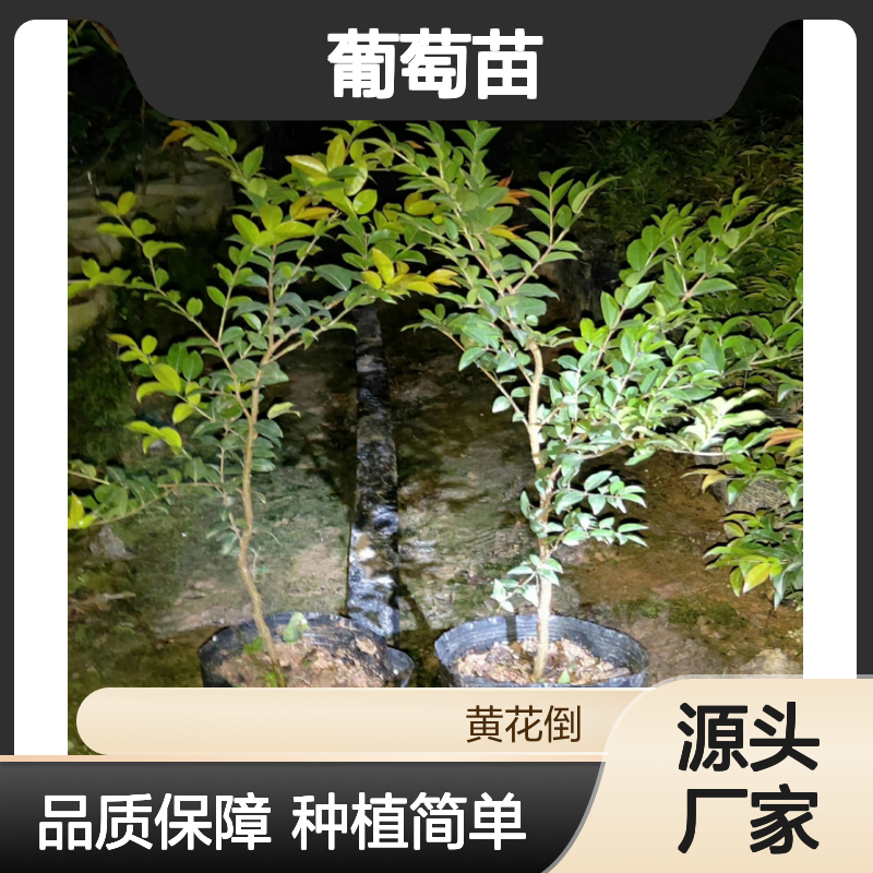 树葡萄苗批发 嘉宝果种植园专供 易于修剪 出芽率高