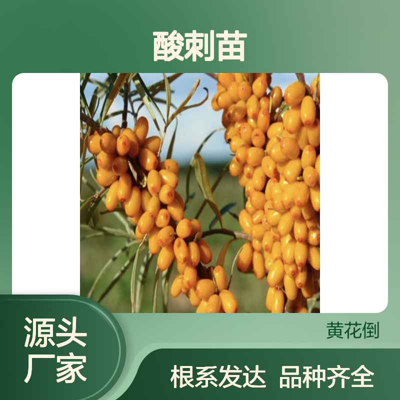 农户直供酸刺苗 品种齐全质量保证根系发达种植好管理
