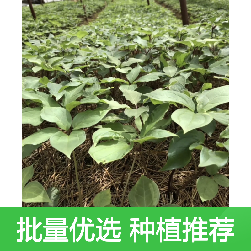 高杆重楼小苗 批发种植园直供 生长旺盛 适应性强