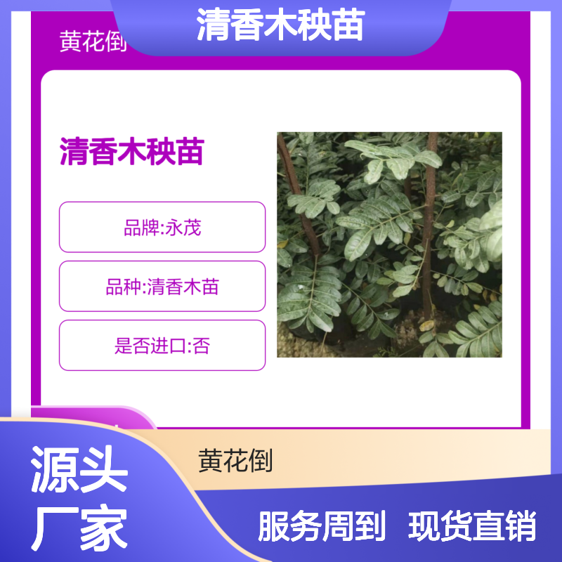 清香木秧苗 产地直供 园林优选 专业培育 生长旺盛