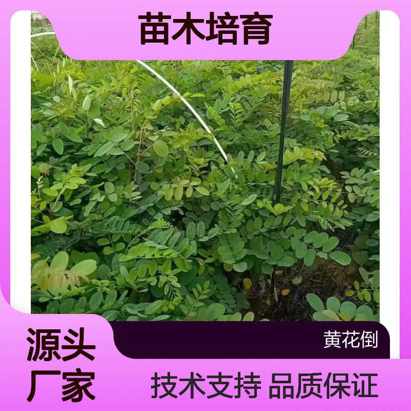 土刺槐苗供应 全程技术指导 苗木培育专家 品质优良