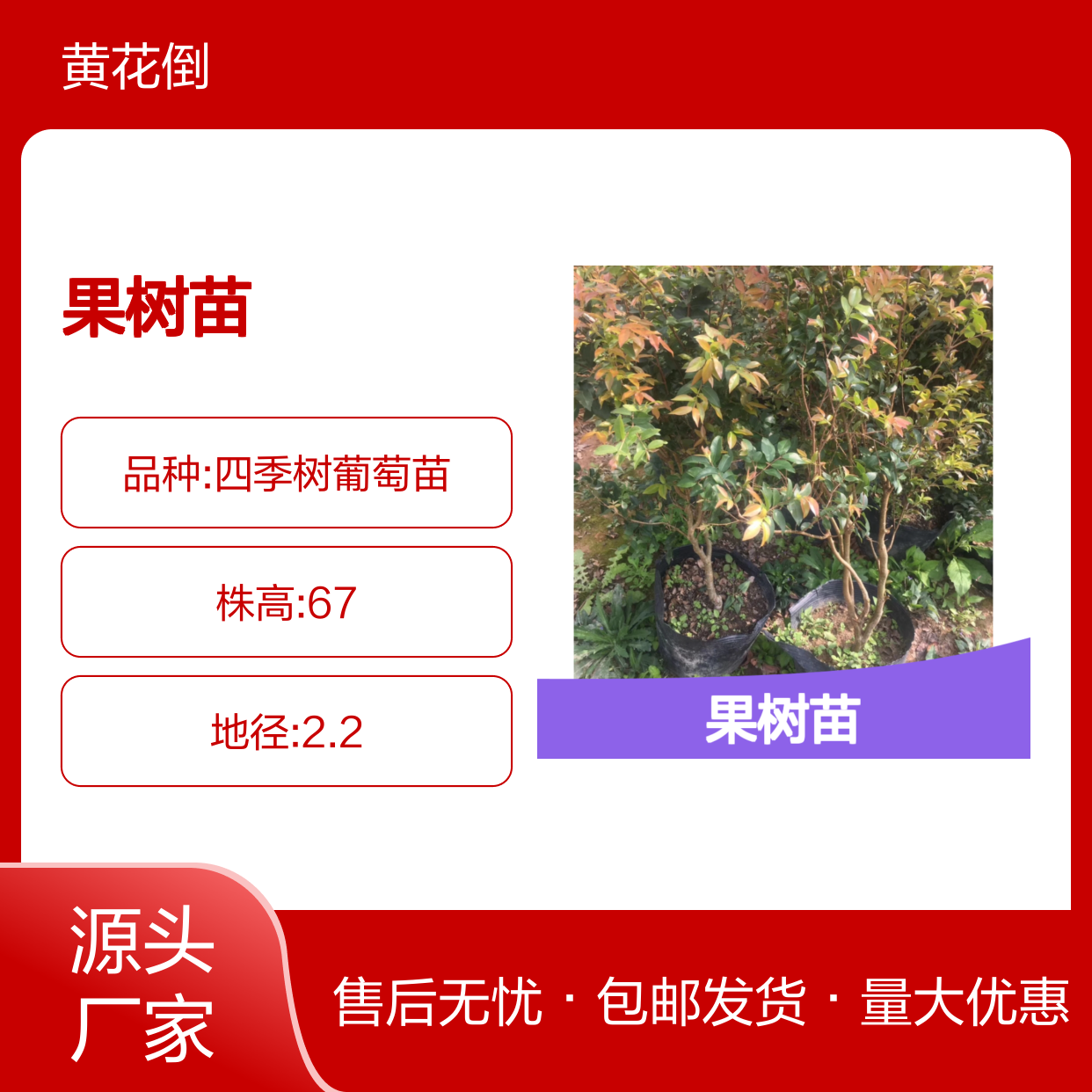 艾斯卡嘉宝果树苗 耐寒耐旱 果实鲜美 原生品类