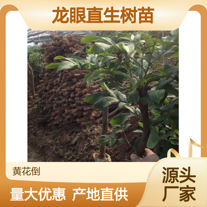 产地直供石硖龙眼直生树苗 购买数量达到要求 全国专线车直达送货