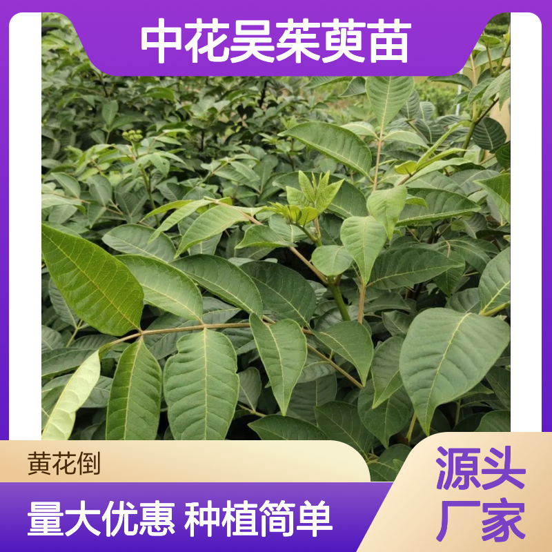 中花吴茱萸苗 园林常绿灌木 易于移栽 生长旺盛