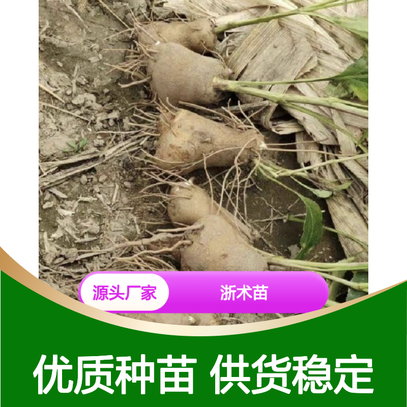 浙术苗批发 优质园林植物浙术 个大肉厚 香气浓郁