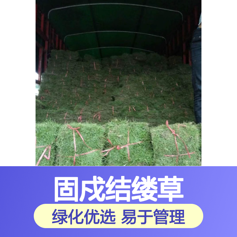 沿阶草固戍结缕草 草坪绿地专用 生长旺盛 易于管理