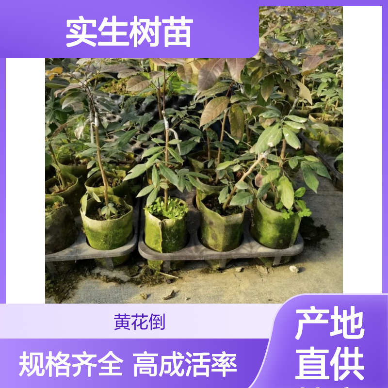 产地直供储良龙眼实生树苗 多年生根系发达 成活高规格齐全