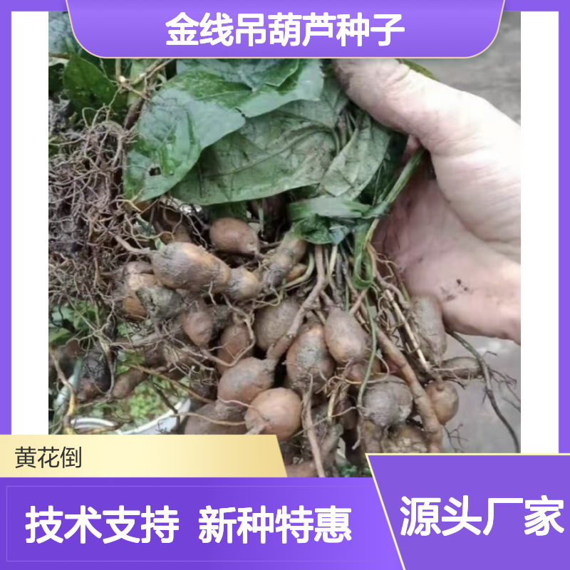 当年新收金线吊葫芦种子 苗木合作社自营提供种植技术
