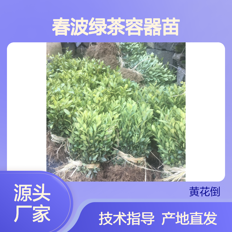 产地直发春波绿茶容器苗 全程技术指导十几年苗木培育经验