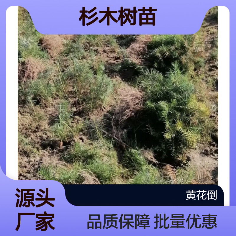 杉木树苗 基地直供 亚热带适用 抗风耐烟 生长快速