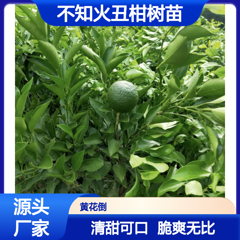 百亩基地直供 不知火丑柑树苗 大果形味清甜 自然开心
