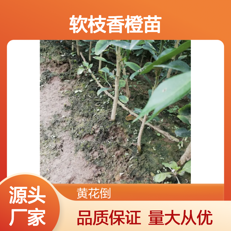 软枝香橙苗 批发果树苗木 耐寒耐旱 抗病抗碱 多胚饱满