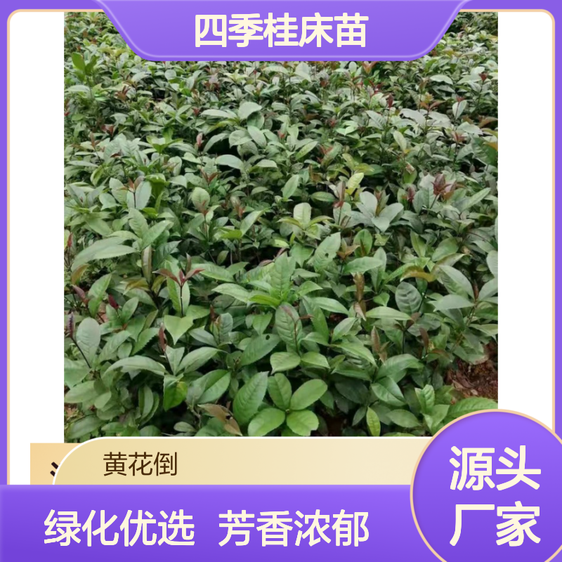 基地直供四季桂床苗 包教种植技术 品质纯正 绿化美化