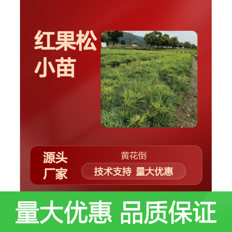 红果松小苗 常绿乔木 园林景观优选 品种纯正 适应性强