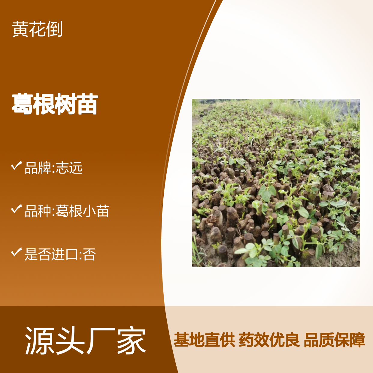 葛根树苗 粗壮藤本 块状根植物 适应性强 分布广泛