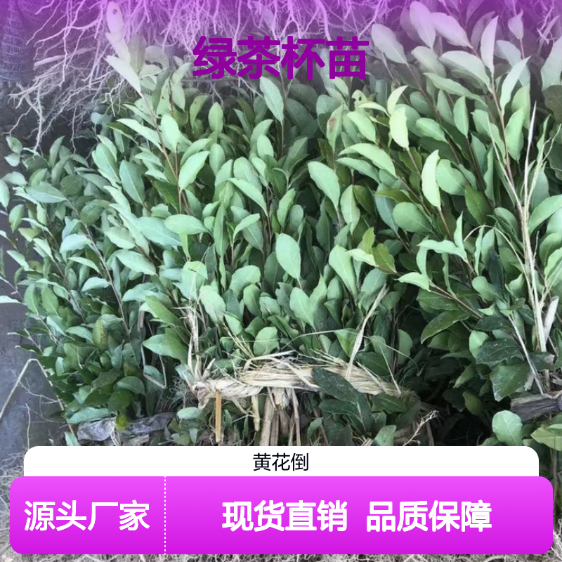 多年生绿茶杯苗 根系发达成活高 规格齐全 品质优良