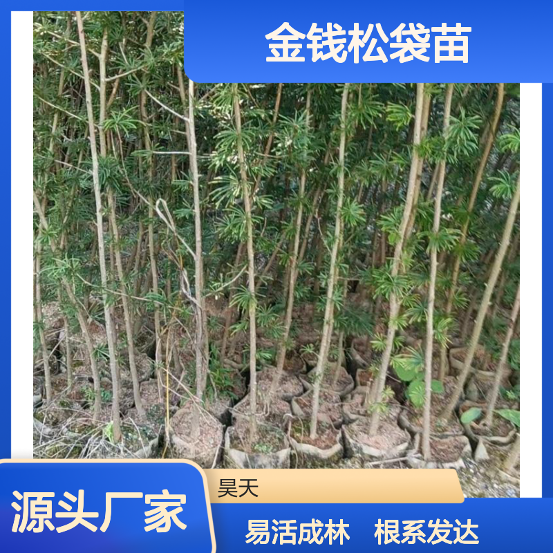 地径1公分金钱松袋苗 无纺布大袋苗木 根系发达易成活