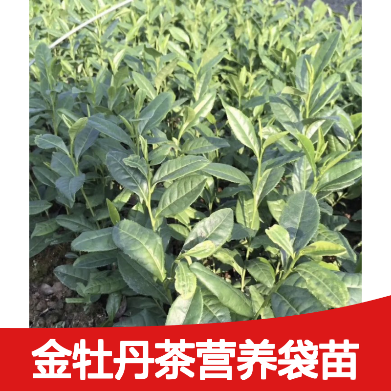 金牡丹茶营养袋苗 园林优选品种 现货充足 技术支持
