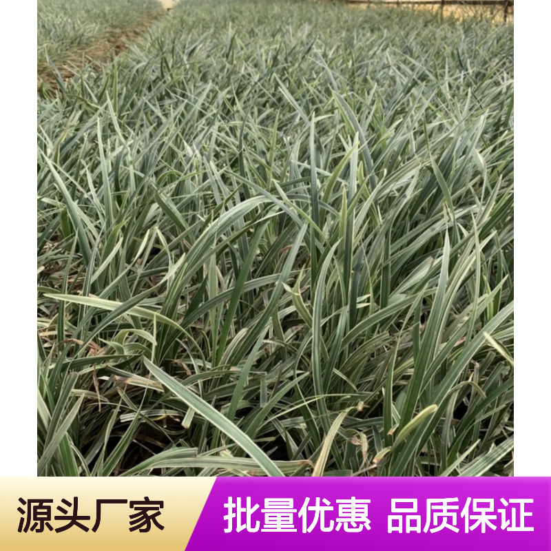 银边草批发 宿根观叶植物 园林丛植优选 多年生本