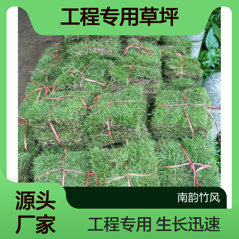 高尔夫球草 蛇口兰引三号 工程专用草坪 生长迅速