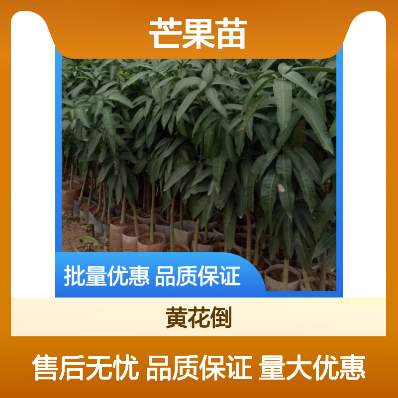 爱文芒果种植基地 台农1号芒果苗 丰产稳产 甜美可口