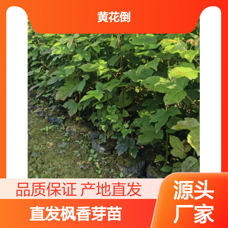 产地直发枫香芽苗 苗圃产地直供品质保证种植技术分享